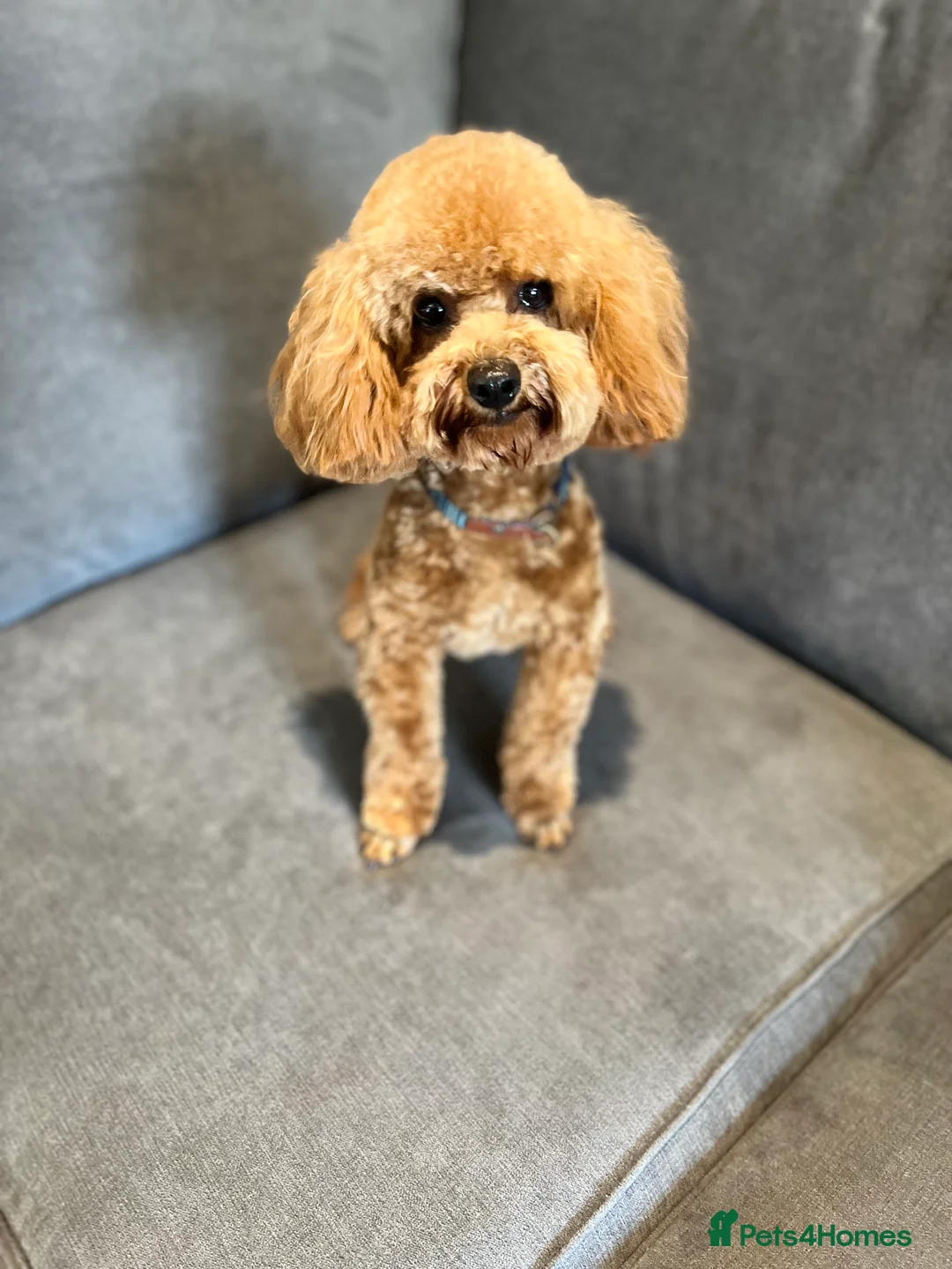 Toy Poodle dogs for stud: EXTENSIVE HEALTH TESTED KC RED TOY POODLE STUD in Woodbridge - Advert 5