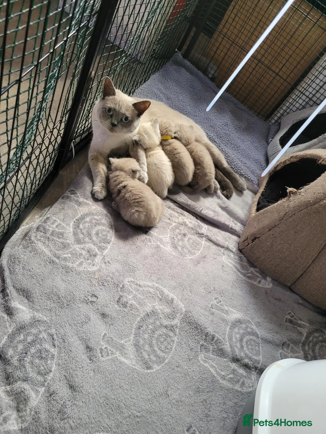 British Shorthair cats for sale: Full british shorthair kittens - Advert 12