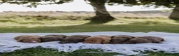 Cocker Spaniel dogs for sale: KC reg cocker spaniel boy - Advert 5