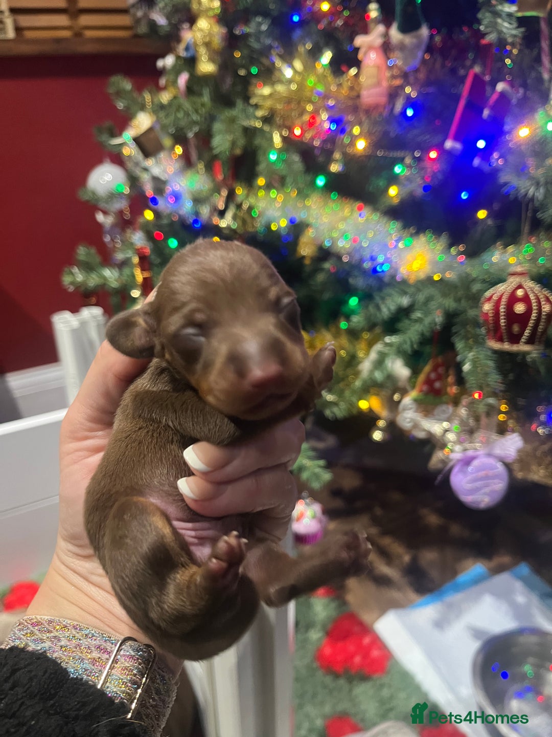 Miniature Dachshund dogs for sale: 3 Extremely clean and healthy KC boys available  - Advert 19