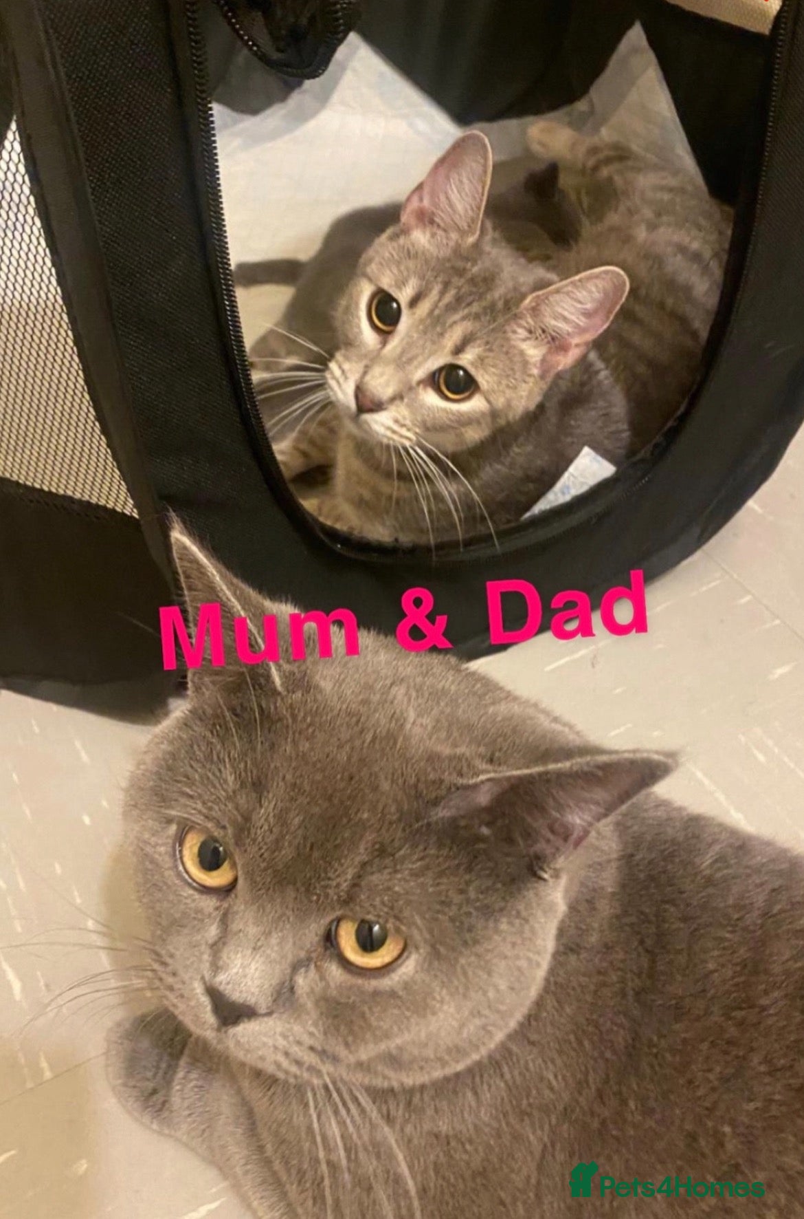British Shorthair cats Beautiful discounted British Short Hair for sale  - Advert 2