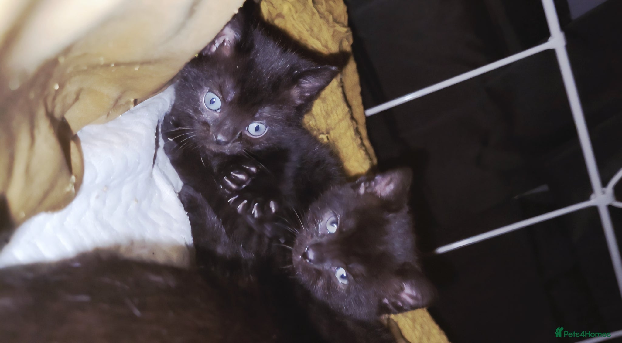 Bombay cats Adorable Black Kittens – Ready Now 🐾 - Advert 1