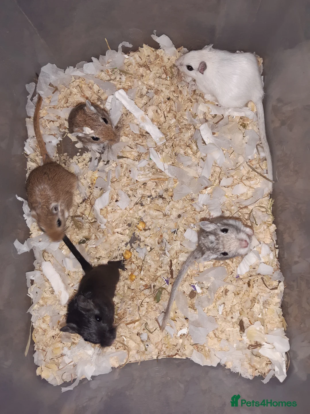 Gerbil rodents for sale: Super friendly gerbils from hobby breeder  - Advert 13