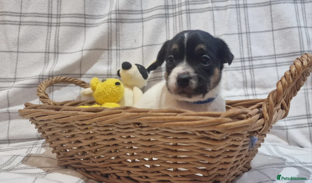 Jack Russell dogs for sale: Stunning Jack Russells, DNA health tested parents - Advert 29