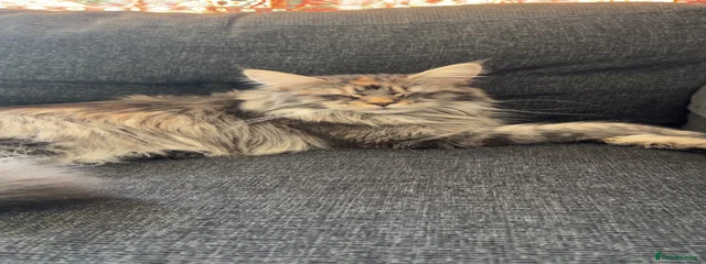 Nala