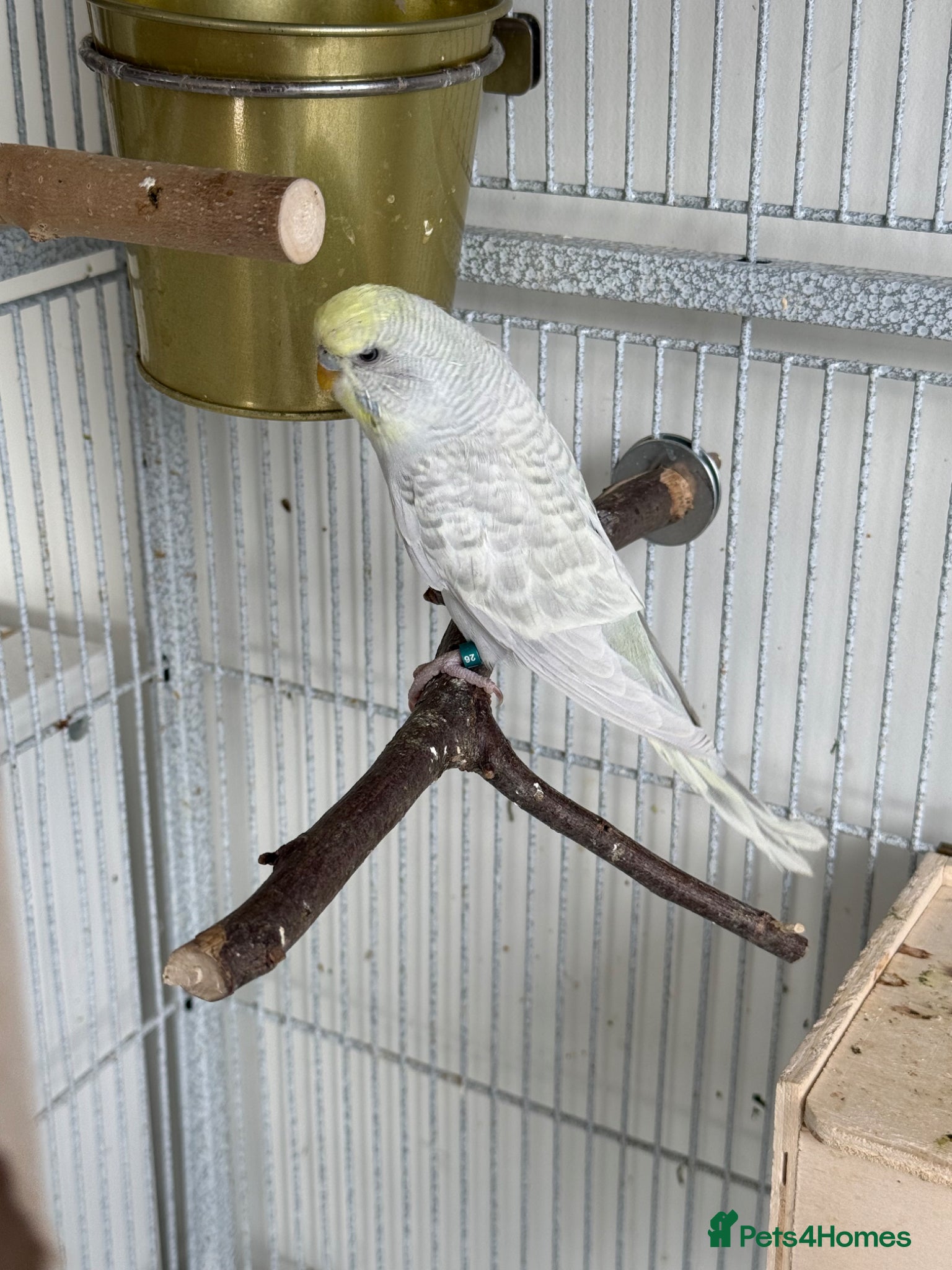 Budgerigars birds Young budgies for sale - Advert 2
