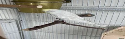 Budgerigars birds for sale: Young budgies for sale - Advert 2