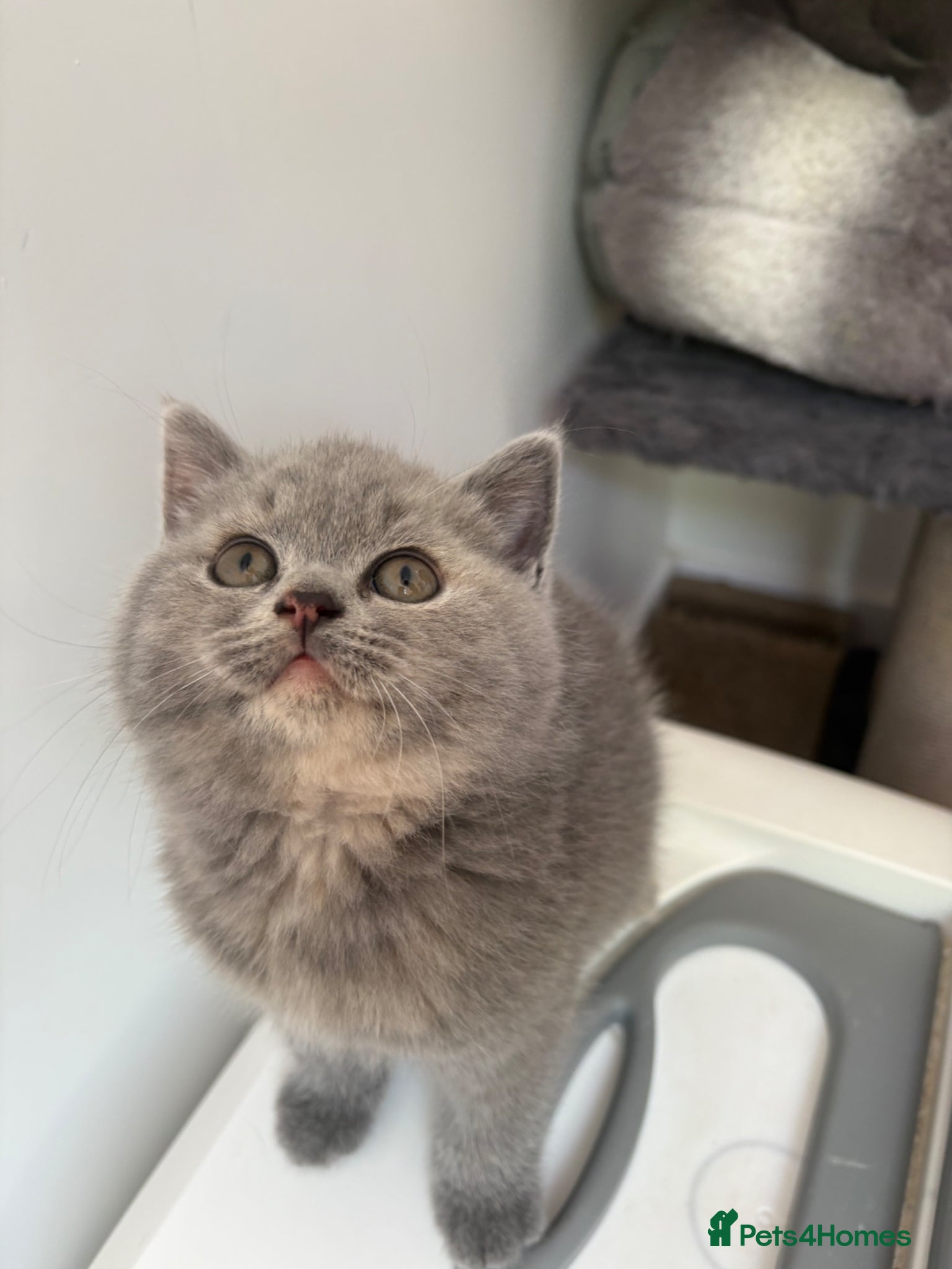 British Shorthair cats LAST TWO ! BRITISH SHORTHAIR GIRLS REGISTERED - Advert 8