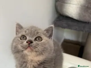 British Shorthair cats LAST TWO ! BRITISH SHORTHAIR GIRLS REGISTERED - Advert 8