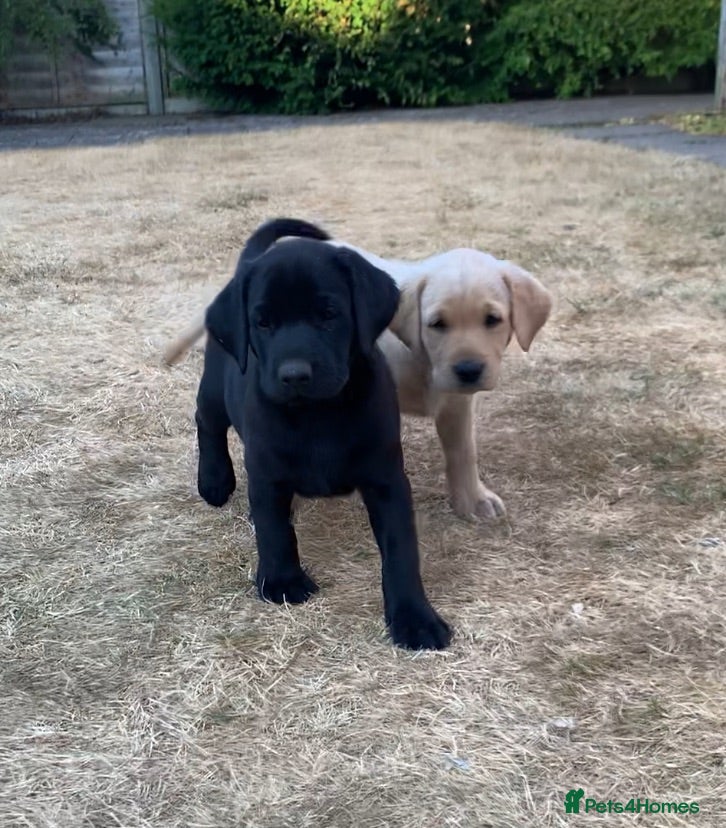 Labrador Retriever dogs KC reg Working Labrador puppies  - Advert 16