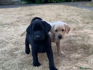 Labrador Retriever dogs KC reg Working Labrador puppies - Advert 10