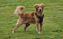 Golden Retriever dogs for stud: Bailey – Stunning Red Golden Retriever Stud😍 - Image 1