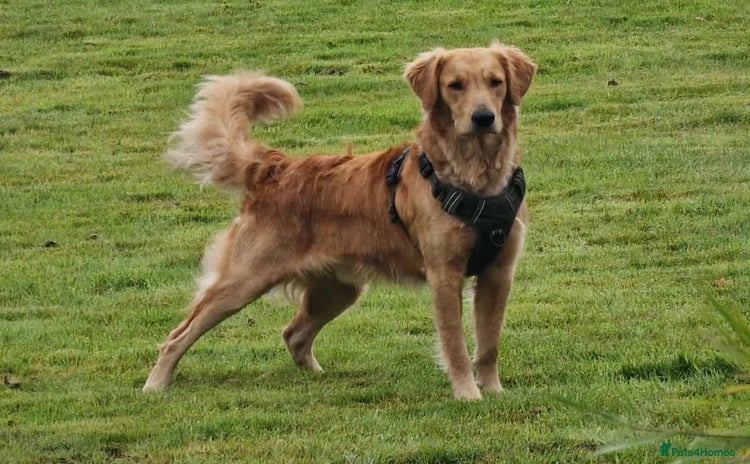 Golden Retriever dogs - Advert 4