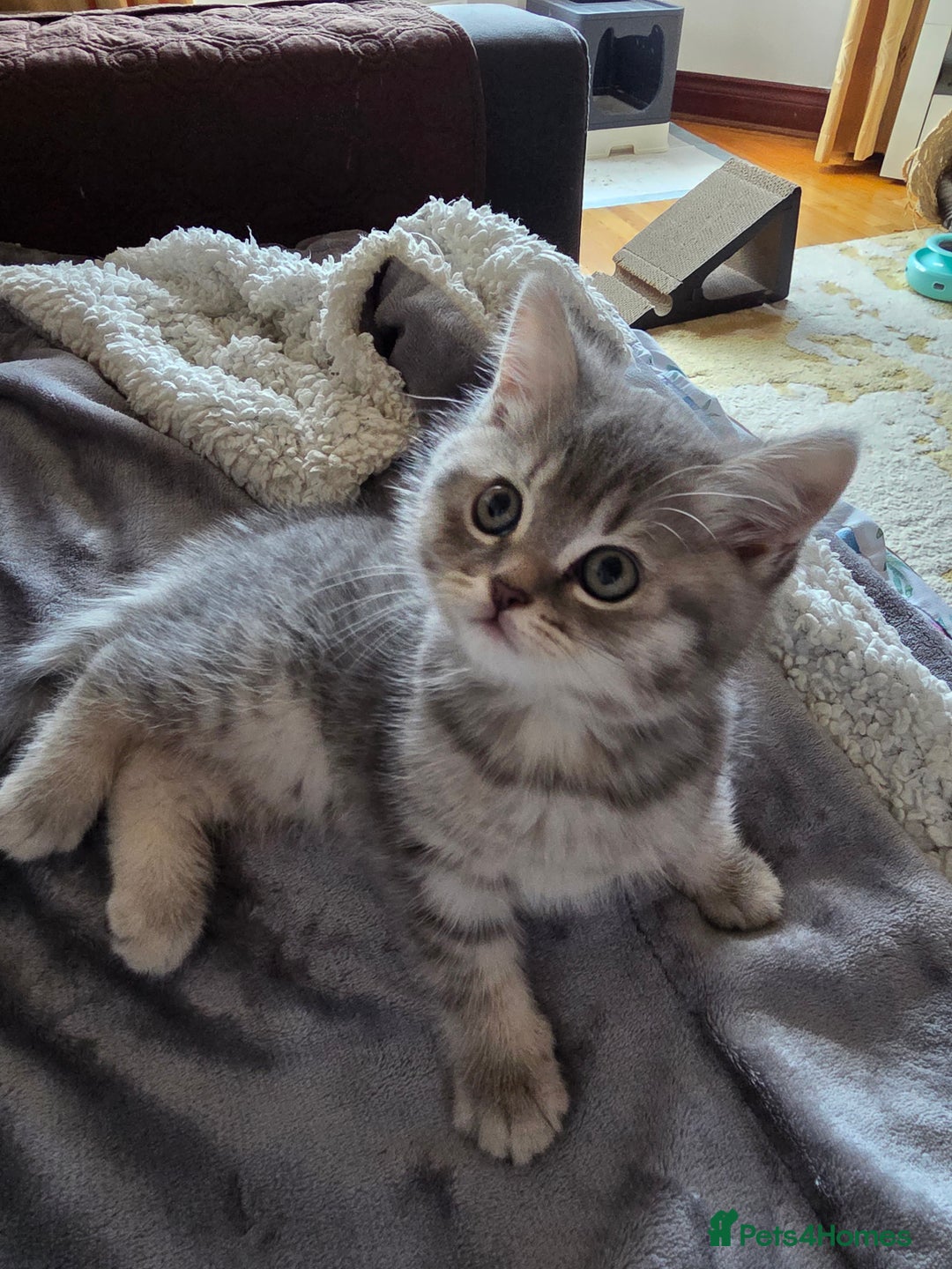 British Shorthair cats for sale:  🐾 Only 1 Adorable British Shorthair Kitten Left! - Advert 25