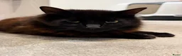 Mixed Breed cats for sale: 1 Year old Black Mixed Breed Cat in Chelmsford - Advert 2