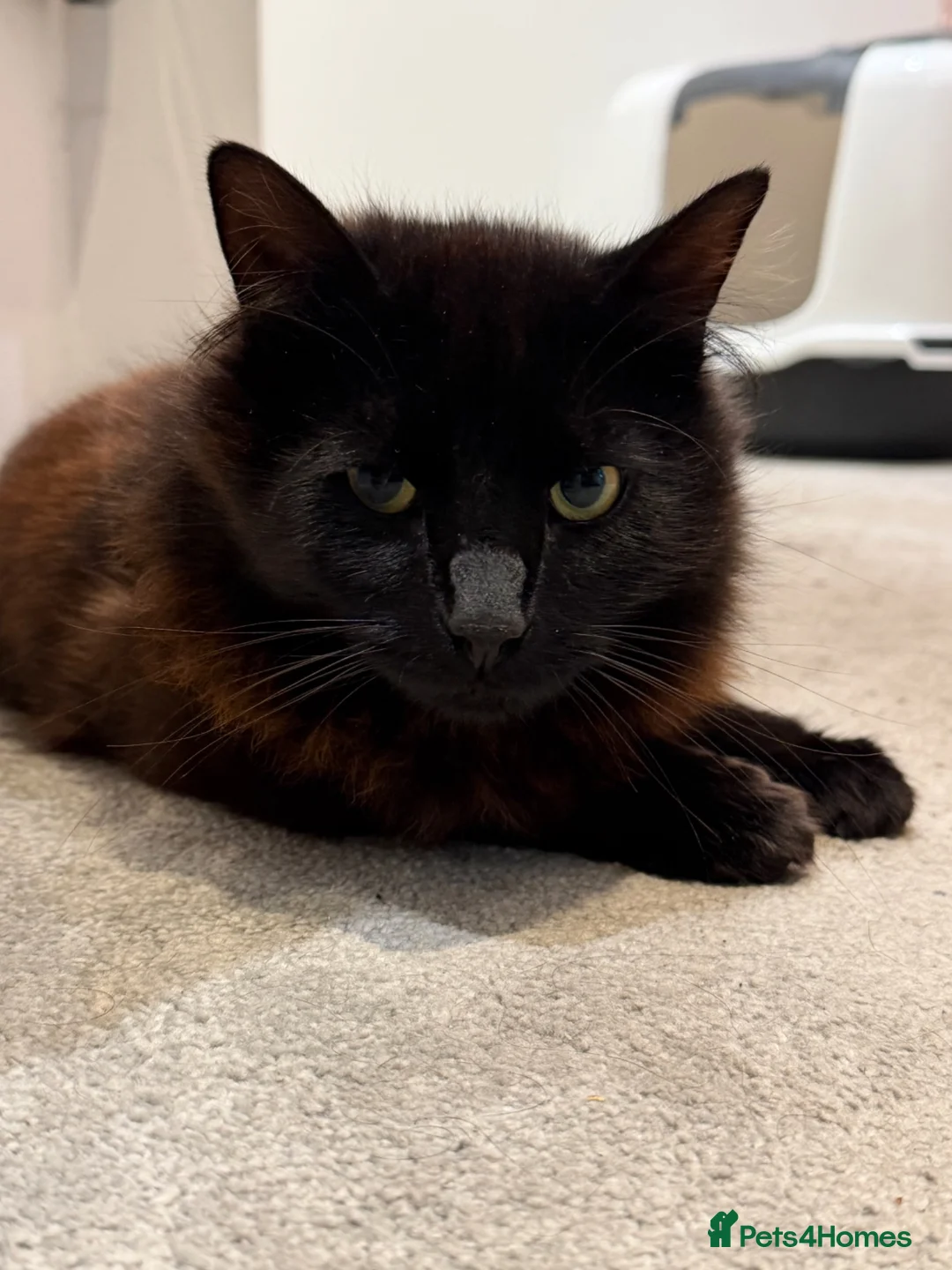 Mixed Breed cats for sale: 1 Year old Black Mixed Breed Cat in Chelmsford - Advert 2