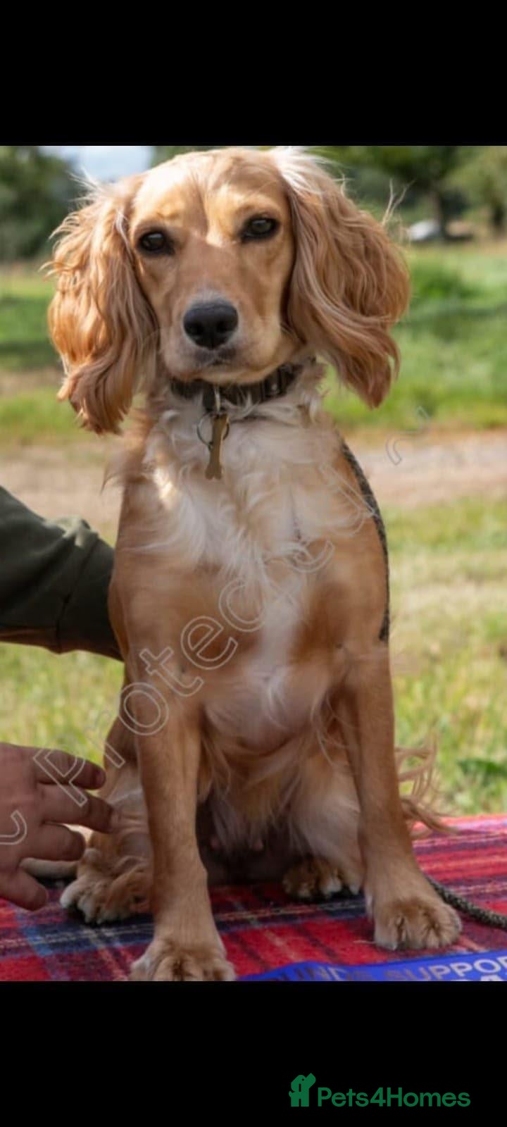Cocker Spaniel dogs Exceptional Litter of working cocker spaniels  - Advert 9