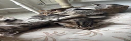 Mixed Breed cats for sale: Bengal cross kittens - Advert 14