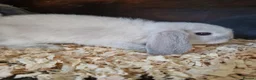 Mini Lop rabbits for sale: Baby Mini Lops - Advert 5