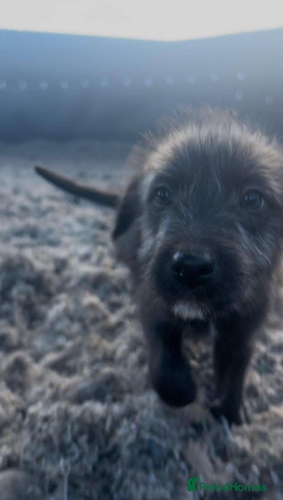 Mixed Breed dogs for sale: Bedlington/whippet Lurcher puppies - Image 6