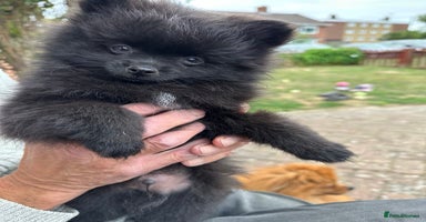 Pomeranian dogs - Advert 7