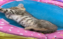 Bengal cats for sale: Beautiful litter of spotted Bengal kittens - Ready - Image 32