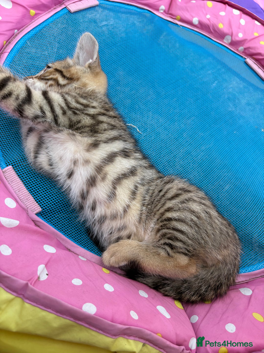 Bengal cats for sale: Beautiful litter of spotted Bengal kittens - Ready - Image 32