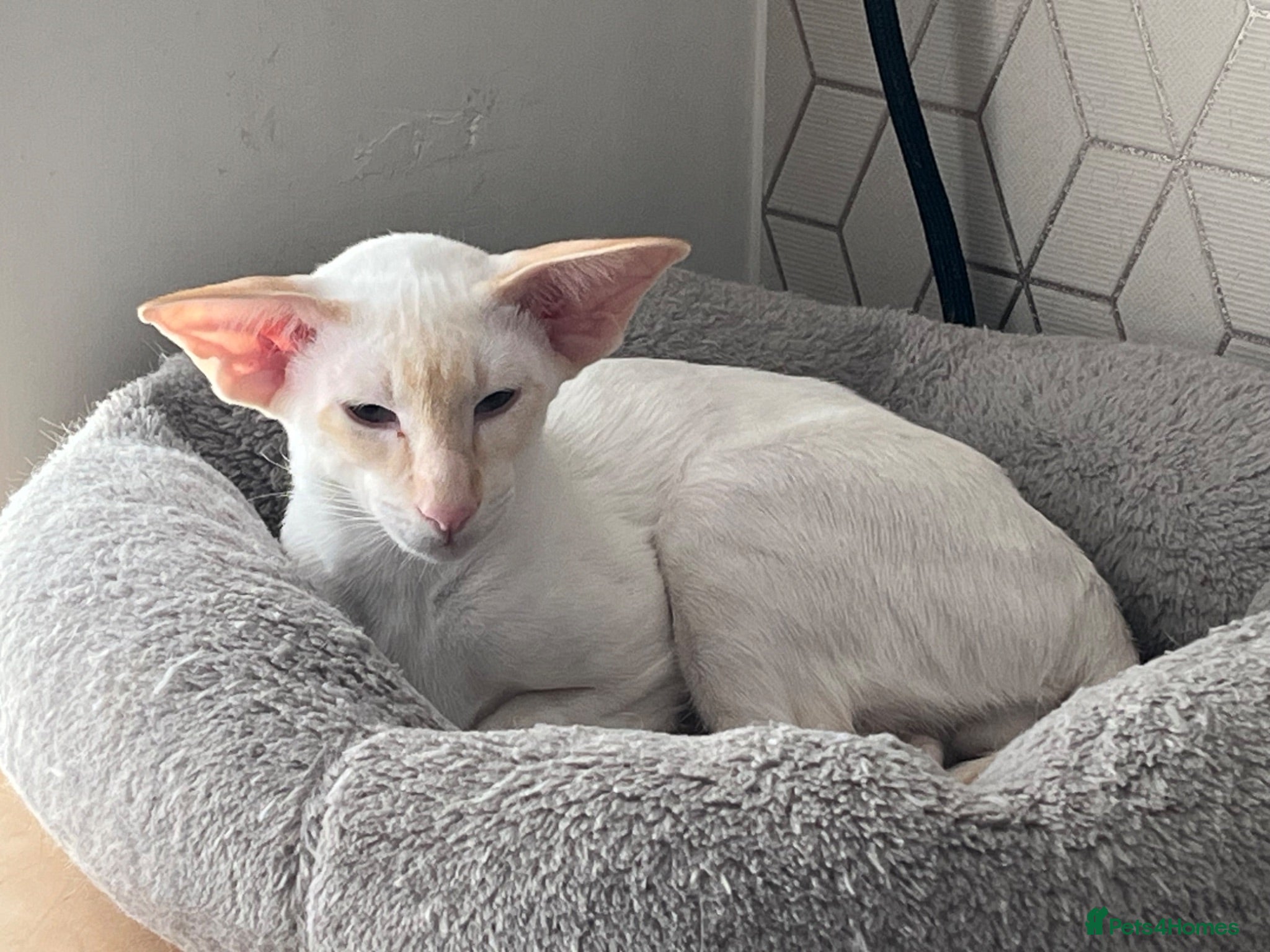 Siamese cats Red point Siamese boy kitten gccf registered  - Advert 3