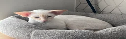 Siamese cats for sale: Red point Siamese boy kitten gccf registered  - Advert 1