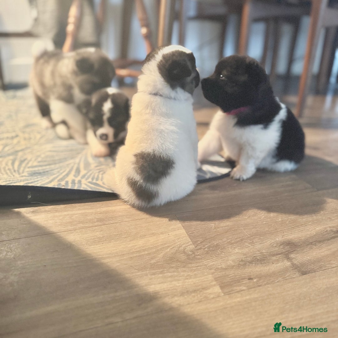 Akita dogs for sale: Quality Family Raised American Akita Puppies - Image 15