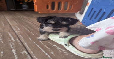 Miniature Schnauzer dogs - Advert 11