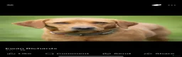 Labrador Retriever dogs for sale: Outstanding Litter of Fox Red Labrador Puppies  in Carmarthen - Advert 14