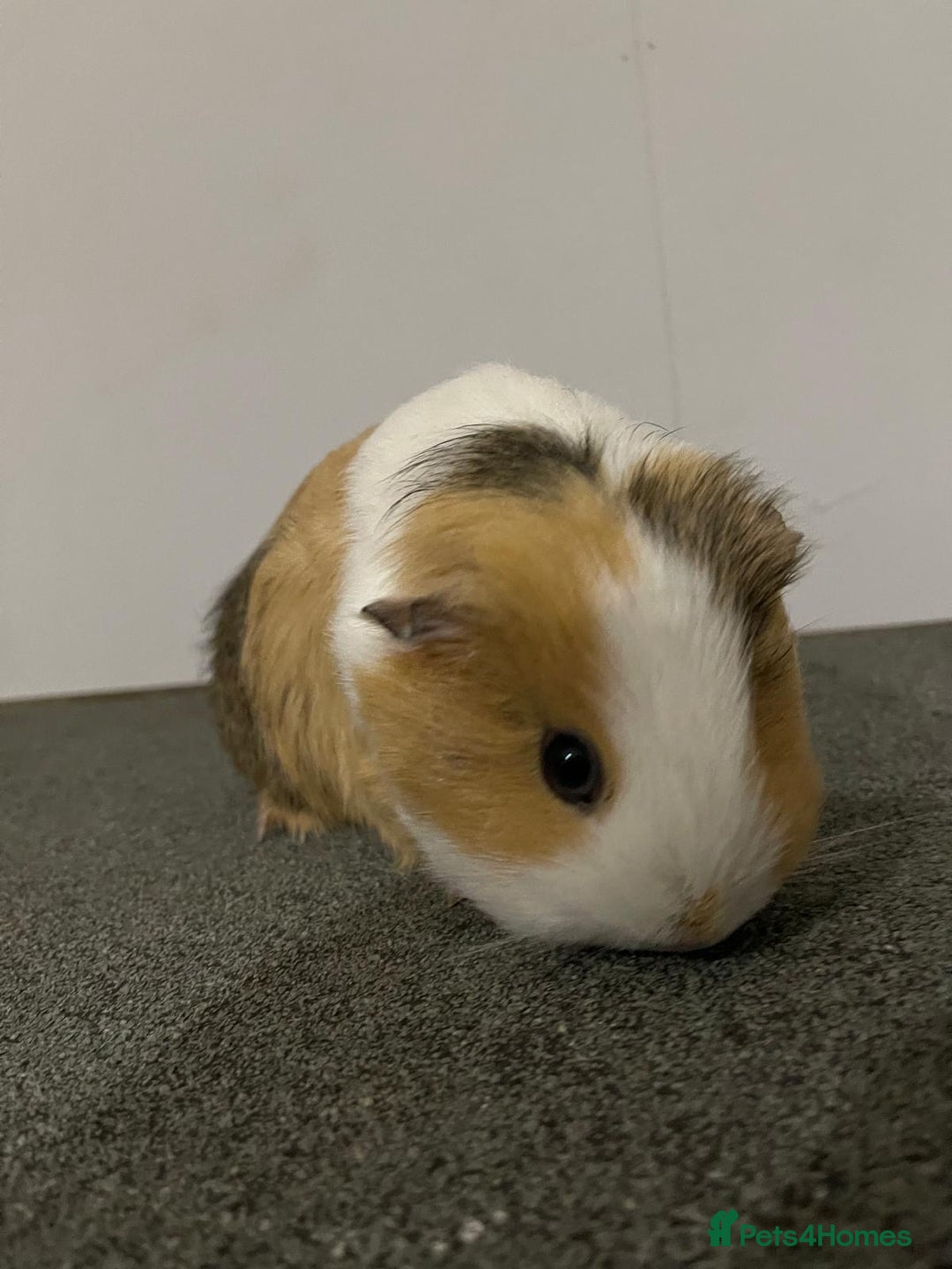 Guinea Pig rodents for sale: Two beautiful guinea pigs with cage FREE!!!!! - Advert 7