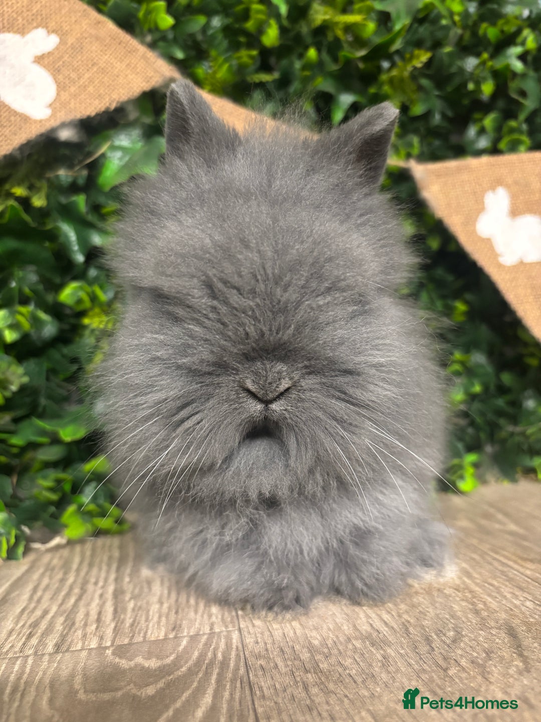 Lionhead rabbits for sale: BEAUTIFUL FRIENDLY BABY LIONHEAD BUNNIES  - Advert 23