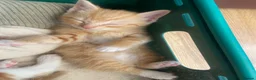 Mixed Breed cats for sale: Male ginger kitten  - Advert 3
