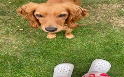 Cocker Spaniel dogs for sale: My beautiful cocker spaniel  - Image 7