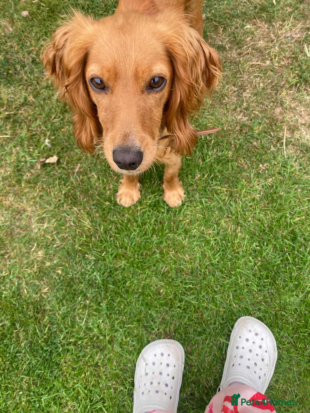 Cocker Spaniel dogs for sale: My beautiful cocker spaniel  - Image 7