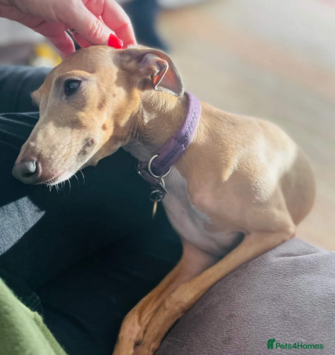 Italian Greyhound dogs for sale: Spayed kc registered female for rehome  in Banbury - Advert 2