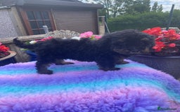 Cavapoo dogs for sale: 1 girl left 💕 f1b cavapoos ready now 🏡 - Image 5