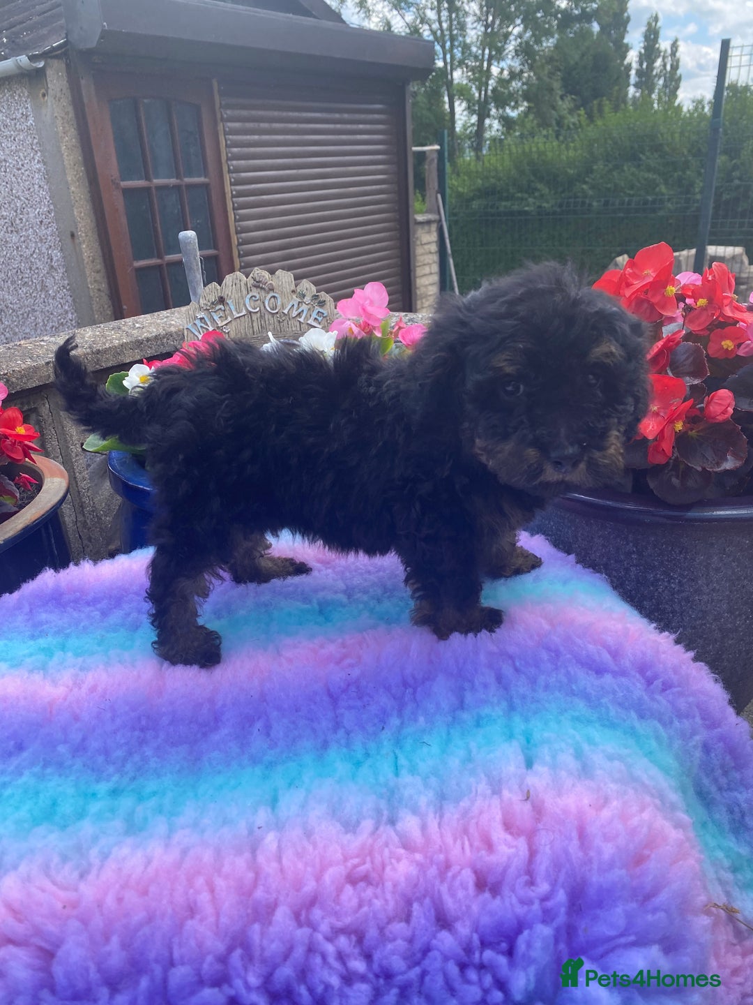 Cavapoo dogs for sale: 1 girl left 💕 f1b cavapoos ready now 🏡 - Image 5