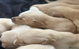 Golden Retriever dogs for sale: Golden retriever puppy Available 🐶🐾🦴  - Image 23