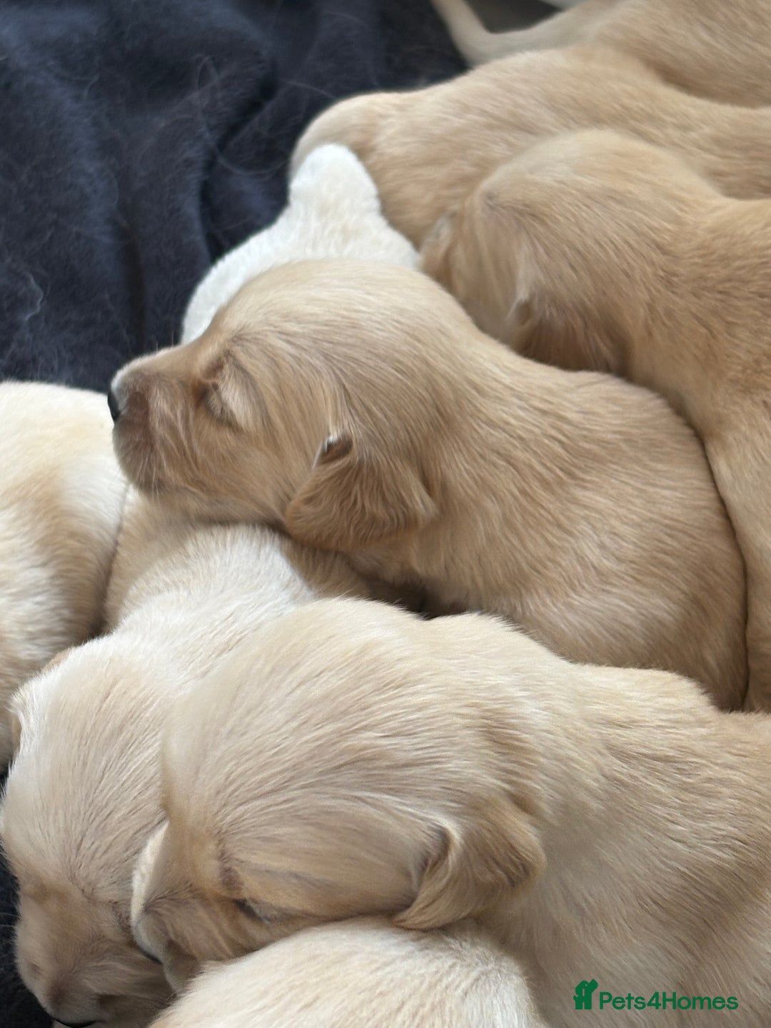 Golden Retriever dogs for sale: Golden retriever puppy Available 🐶🐾🦴  - Image 23