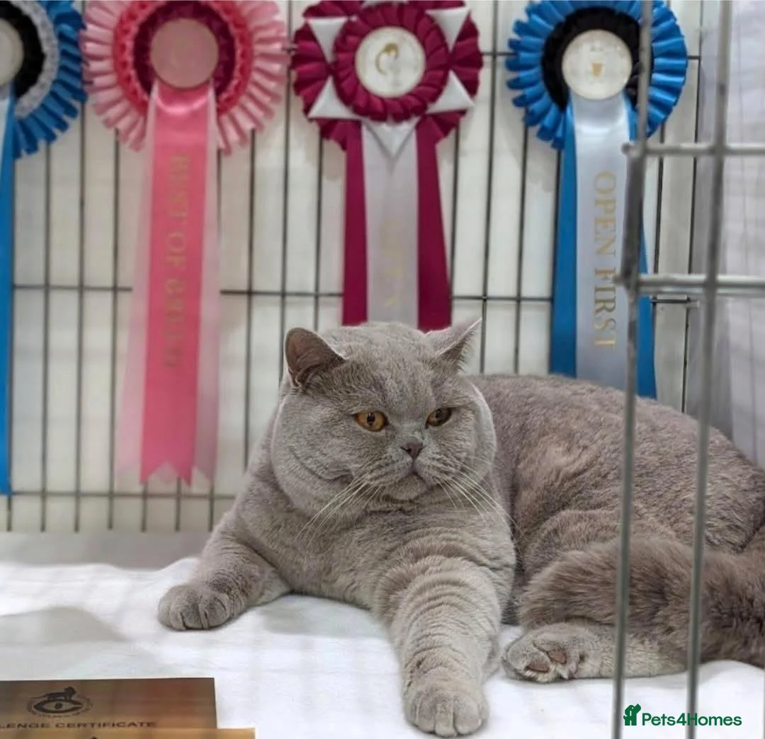 British Shorthair cats for sale: Stunning British Shorthair kittens Champion lines  - Advert 9