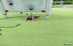 French Bulldog dogs for sale: French Bulldog female blue french 2 years old - Image 1