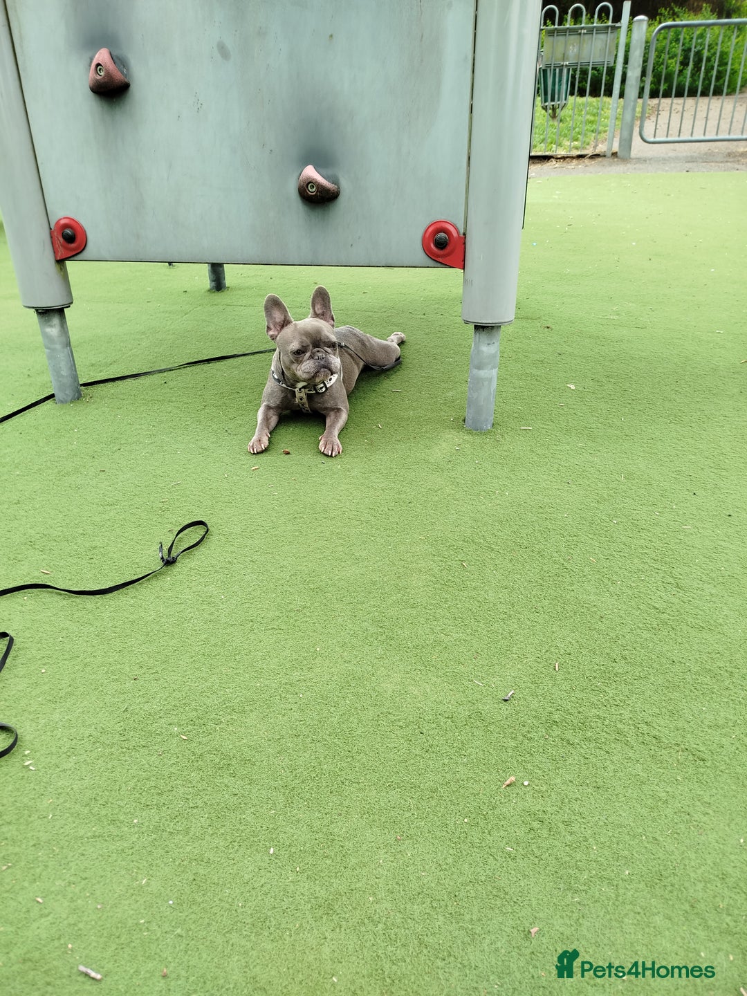 French Bulldog dogs for sale: French Bulldog female blue french 2 years old - Image 1