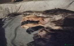 Cockapoo dogs for sale: Stunning F1 Cockapoo Puppies - PRA Clear Sire - Image 8