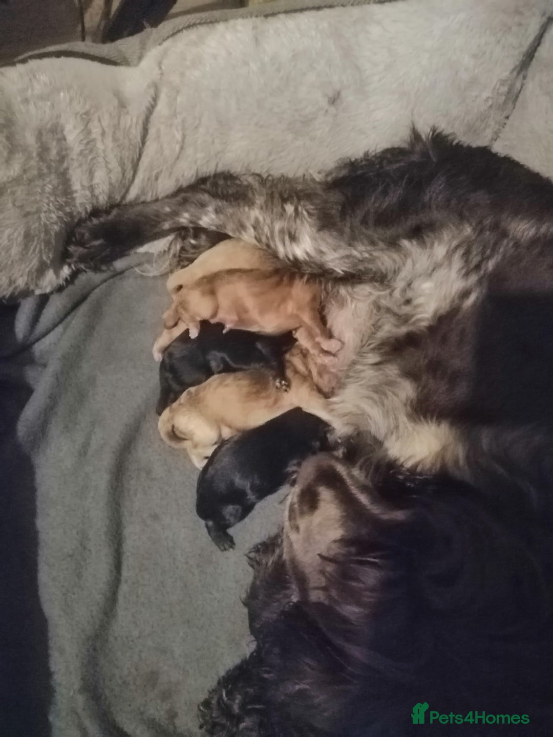 Cockapoo dogs for sale: Stunning F1 Cockapoo Puppies - PRA Clear Sire - Image 8
