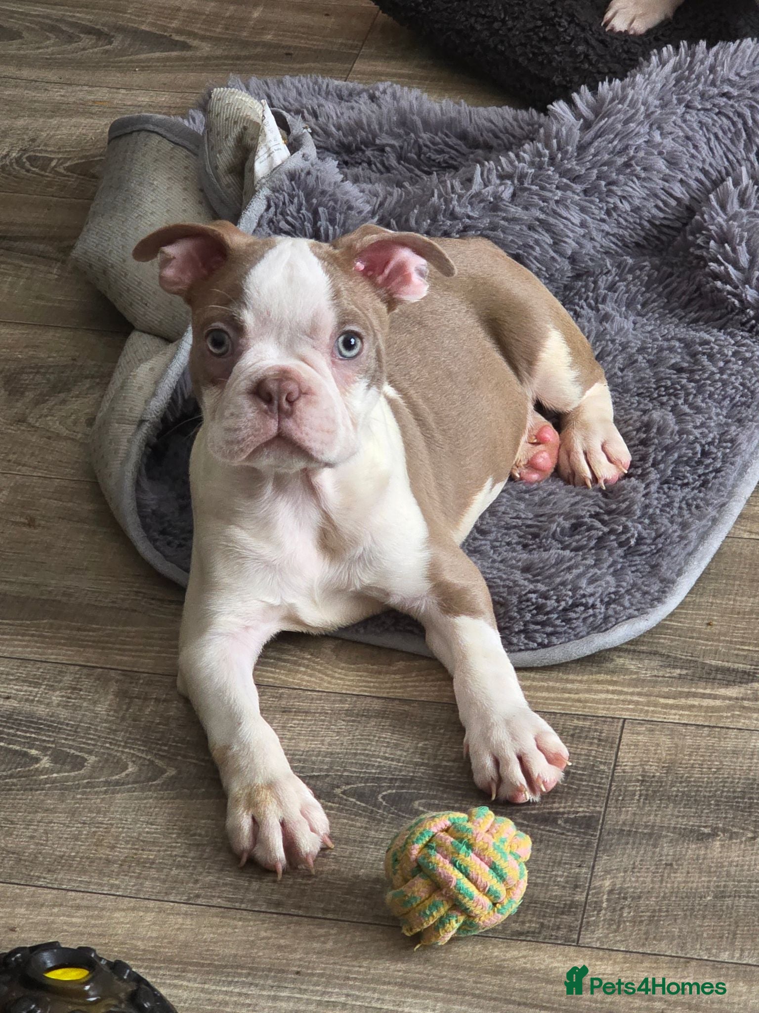 Boston Terrier dogs Ready now Stunning KC Boston Terrier puppies - Advert 1