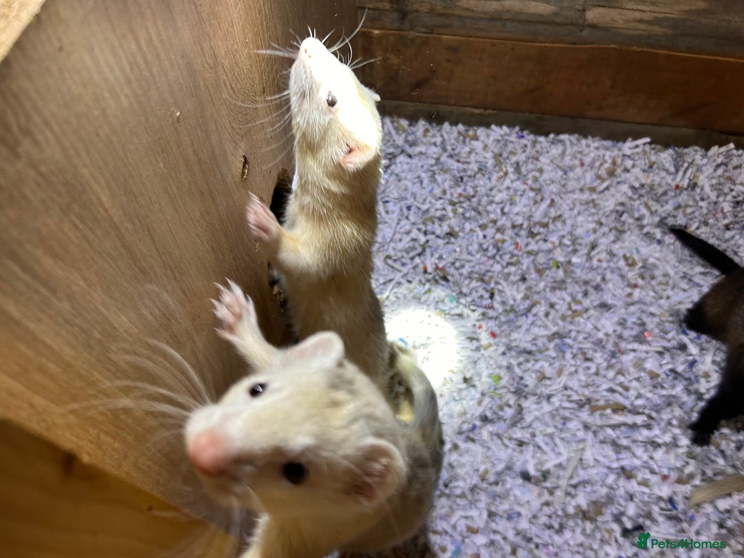 Ferret rodents for sale: 1 sliver girls and 1 polcot girl left - Image 4