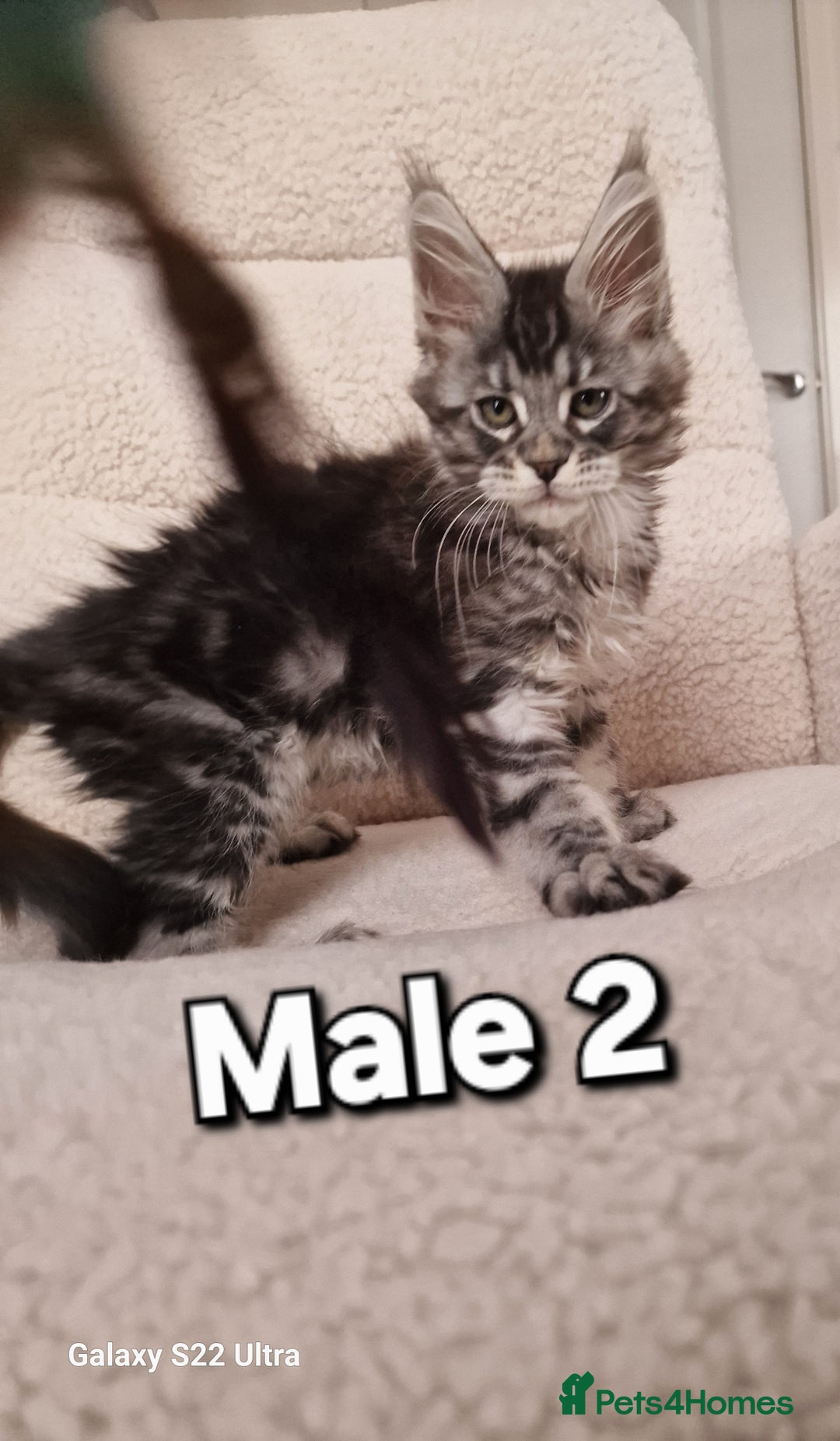Maine Coon cats for sale: Pure Maine coon - Advert 17